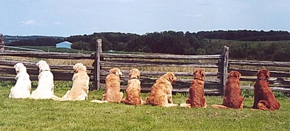Existem várias tonalidades de goldens.