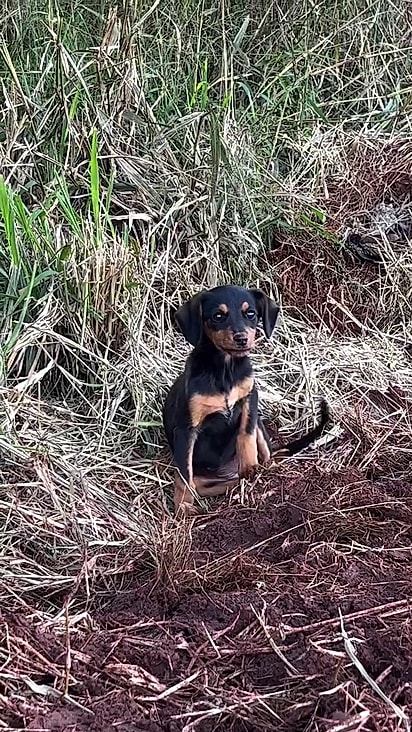 Bruna precisou ganhar a confiança da filhotinha.