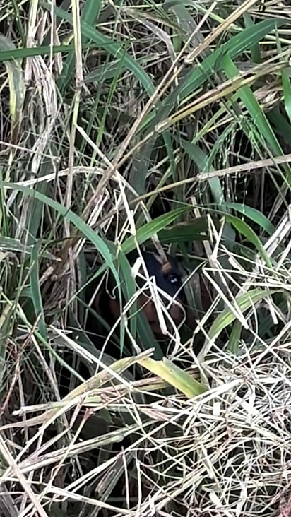 A cachorrinha estava escondida.