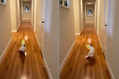 Cacatua apaixonada por dançar aciona Alexa para ouvir música e atordoa família às 2 da madrugada