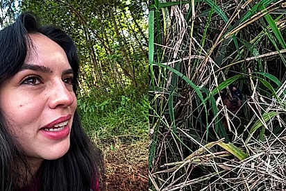 Dois olhos brilhavam no mato: No meio do nada, motorista descobre o rostinho mais lindo precisando de ajuda