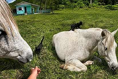 Apolo e Cisco se tornaram amigos instantaneamente.