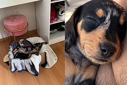 Jovem realiza o sonho de ter uma salsicha mofada, mas não sabia que seria do modelo Pro Max