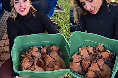 Protetora pede ajuda após sair para resgate e voltar com caixa cheia de caramelos