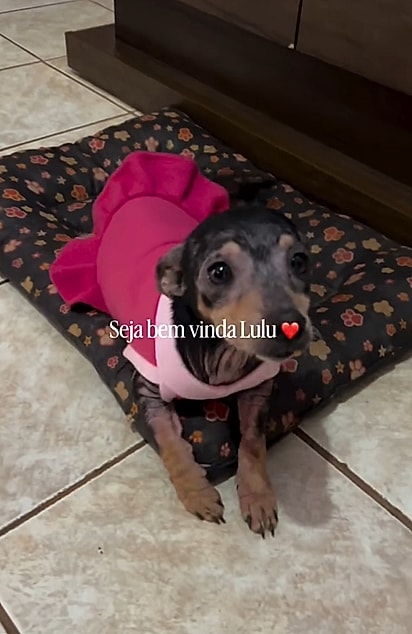 Lulu finalmente encontrou amor, cuidado e um lar.