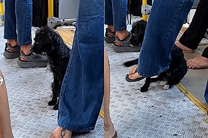 Cachorrinha é chutada para fora de ônibus, percorre quilômetros sozinha e mobiliza resgate emocionante.
