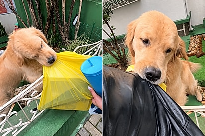 Entre jaquetas e sacolas, jovens são “atacadas” por golden retriever maníaco por roupas