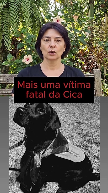 Os cães costumam ingerir essa planta pela curiosidade.