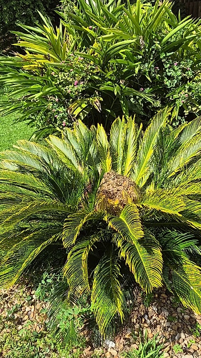 A planta é muito usada no paisagismo.