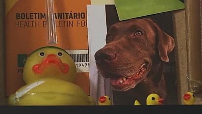 Pudim, cão da raça labrador morreu após ingerir a planta.