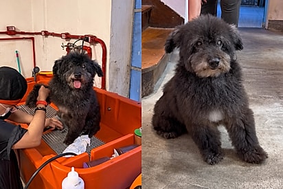 Cão de 12 anos achou que finalmente ganharia um lar após o banho, mas terminou a ação sem nenhum interessado.
