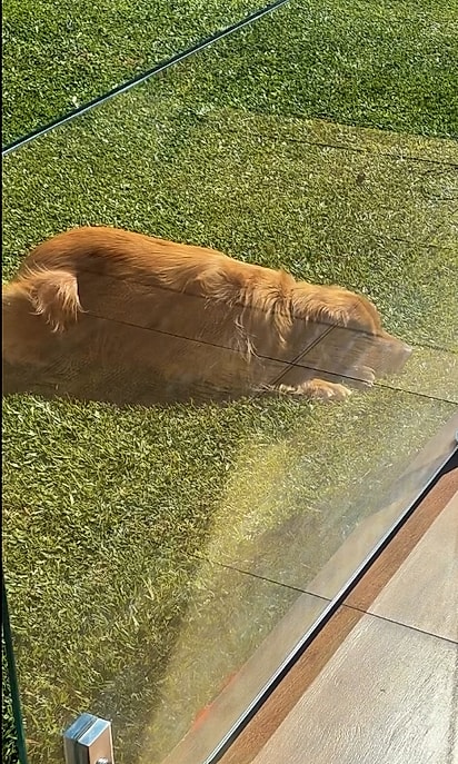 Gudan não saiu de perto do passarinho nem por um instante.