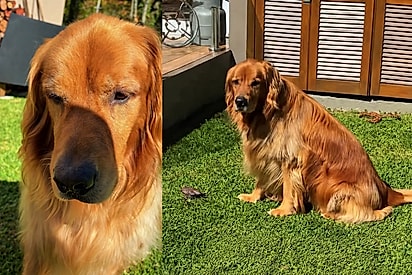 “Eu chamava, mas ele não saía”: Golden alegre muda completamente ao encontrar passarinho caído na grama