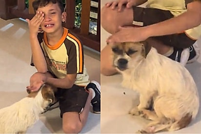 “Por favor, mãe”: menino chora ao pedir para adotar cãozinho que apareceu em sua casa.