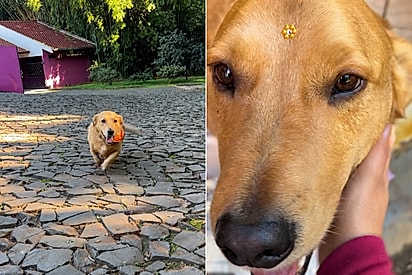 Conheça Caramelo: Vira-latinha abandonado ganha lar em motel e vira o mascote mais mimado do lugar.