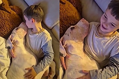 Cão surdo se torna suporte sensorial de menino com necessidades especiais 