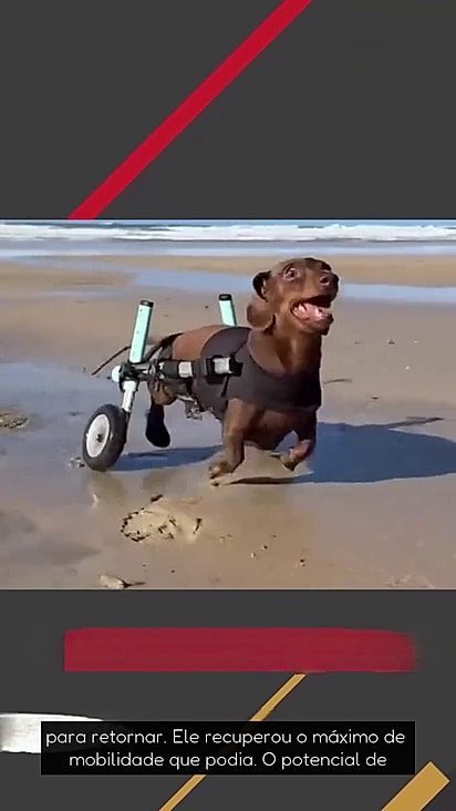 Alfie adora correr na praia.