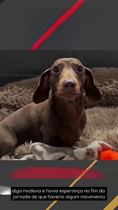 O cãozinho perdeu o movimento das patas traseiras.