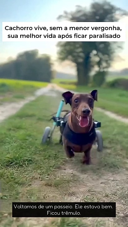 A tutora nunca desisiu de devolver a qualidade de vida do pet.