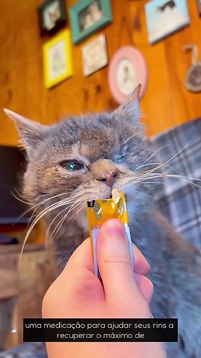 A gatinha passará por nova cirurgia em breve.