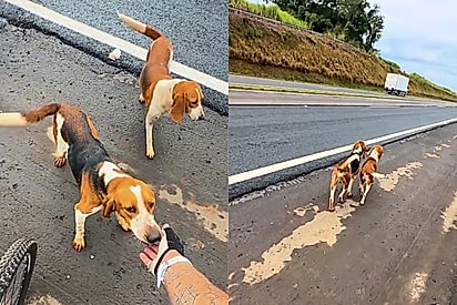 Não queria deixá-los no meio da pista: ciclista resgata dois cachorros de caça perdidos no acostamento de rodovia