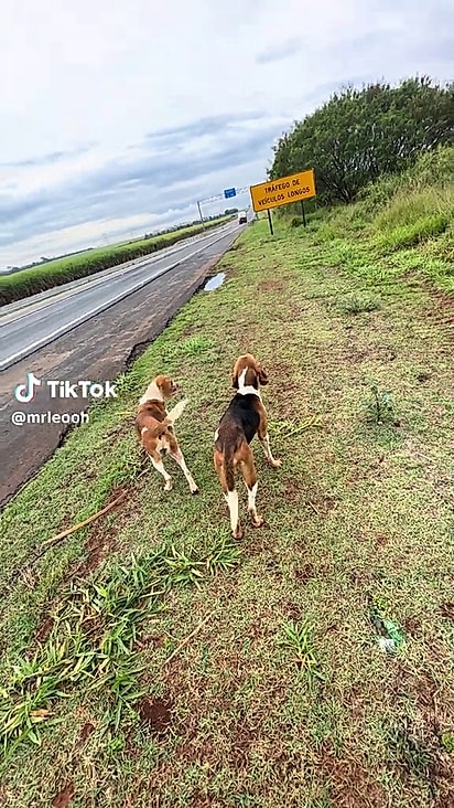 Os cães corriam perigo no local.