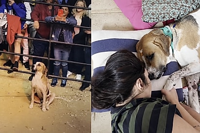 Um ano depois: memória de cão resgatado em show sertanejo permanece viva através de um novo acolhimento
