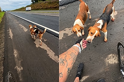 Não queria deixá-los no meio da pista: ciclista resgata dois cachorros de caça perdidos no acostamento de rodovia