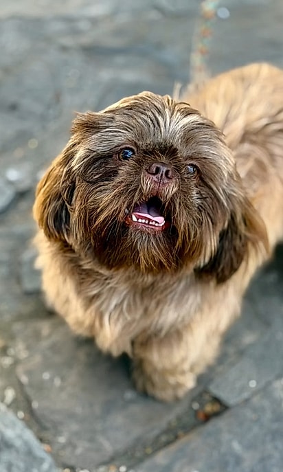 Gremlin tinha apenas 40 dias quando ganhou uma segunda chance.
