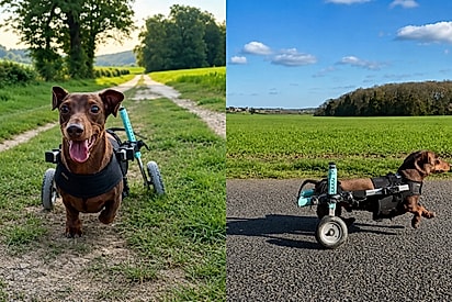 “Ele não tem medo, ele segue”: com apenas 20% de chance, cão vence prognósticos sem perder a alegria de viver