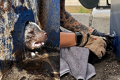 Socorrista atende chamado em lixeira e encontra uma vida presa em situação desesperadora.