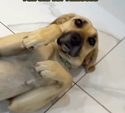Madona é uma cachorrinha muito dócil e carinhosa.