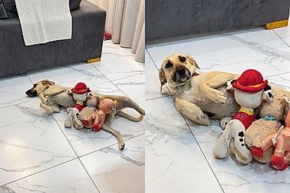 “Você nunca foi mãe, né?”: Cachorrinha ganha filhotes de brinquedo após menino decidir que ela precisava ser mãe.