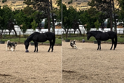 Amigo estou aqui: cavalo aprende a jogar bola para cachorrinho buscar e amizade parece cena de filme.