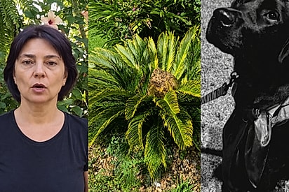 Bonita, resistente e perigosa: paisagista alerta sobre planta comum em áreas públicas que ameaça cães e gatos