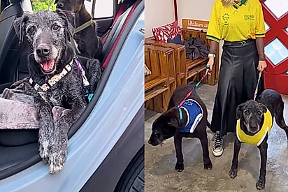Após 11 anos de espera, cães idosos que nasceram em um abrigo são adotados juntos
