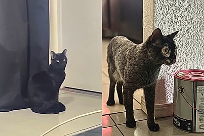 Jovem ganha animal dos seus sonhos, mas a natureza tem outros planos para a aparência dele