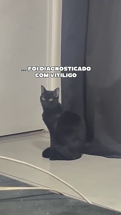 Fumaça tinha a pelagem completamente preta.