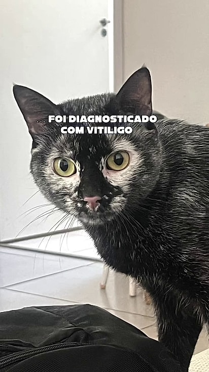 O gatinho desenvolveu vitiligo.