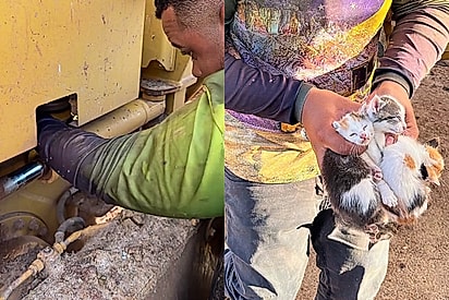 Operador ouve barulho estranho dentro de uma máquina e acaba salvando ‘bebezinhos’ com os rostinhos mais lindos