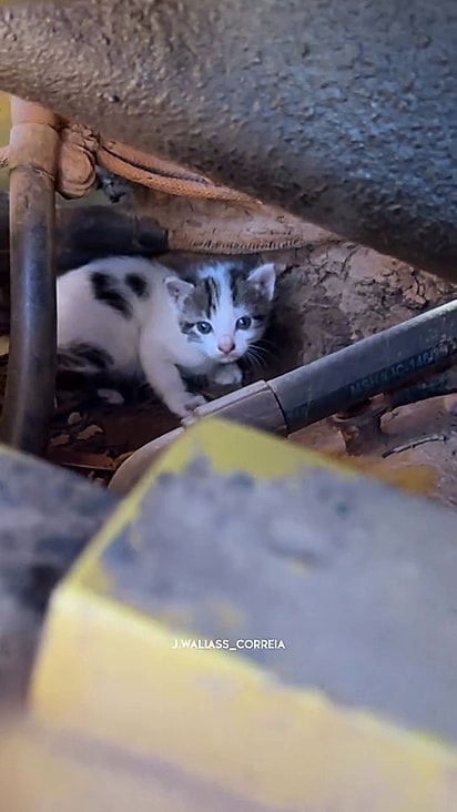 A mãe felina levou todos para o interior da máquina.