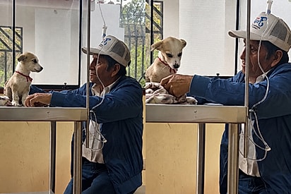 “Ele não saiu do seu lado”: tutor comove veterinária ao lutar pela vida de filhote com parvovirose.