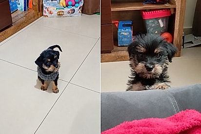 “Juraram que era yorkshire”: cão cresce, muda completamente de identidade e surpreende família.