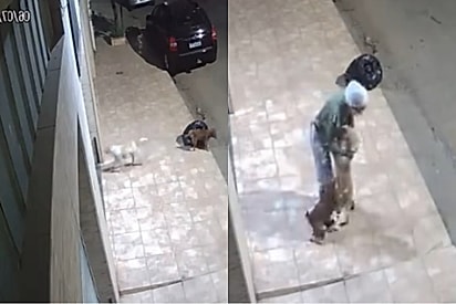 “Agora sei como o pai do filho pródigo se sentiu”: Cão foge poucos dias após ser adotado, mas surpreende família ao encontrar o caminho de volta.