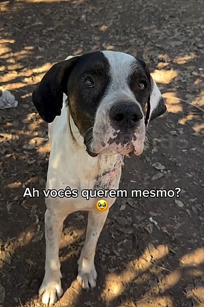 Resgatado machucado e muito magro, Lionel agora espera por um lar definitivo.