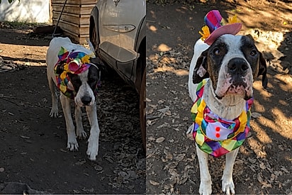 “Todo pomposo e humilde”: cão veste fantasia de palhacinho para conquistar uma família.