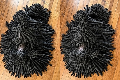 “A cabeça do seu esfregão está se mexendo”: cão da raça puli confunde internautas com visual curioso.