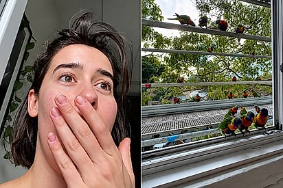 Mulher alimenta pássaros coloridos que visitam sua janela - dias depois, eles trazem dezenas de seus amigos para ela conhecer