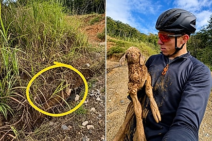 O que faço contigo, cara?: Ciclista interrompe treino para salvar cabritinha e acaba levando-a para casa.