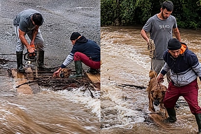 União e rapidez garantem resgate de cachorro ilhado durante enchente na Serra Catarinense